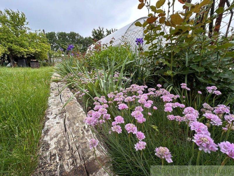 A garden by the cottage in Nové Zámky with flowers and wooden planks.