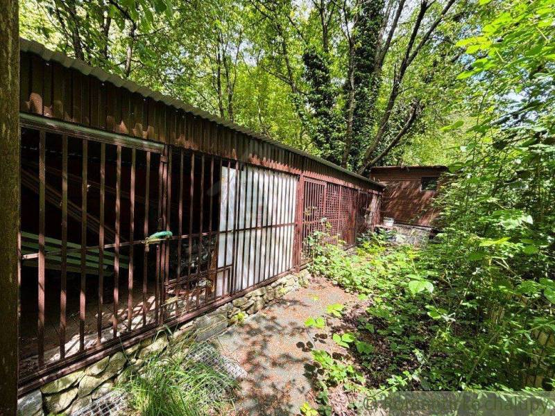 An overgrown cottage in Bratislava - Lamač, surrounded by dense forest vegetation.