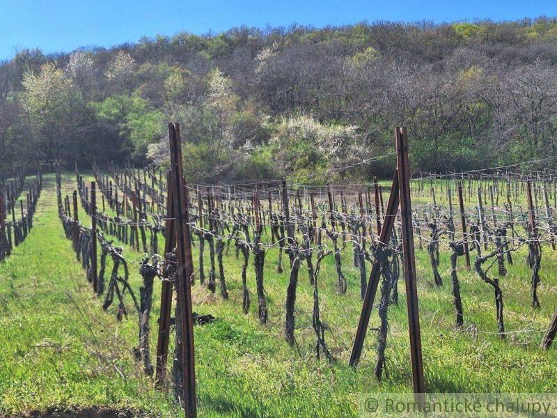 Vineyards near the Cottage in Nové Zámky surrounded by greenery and trees in spring.