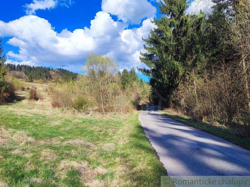 A landscape with a road and wildlife under a blue sky, trees and shrubs in the garden.