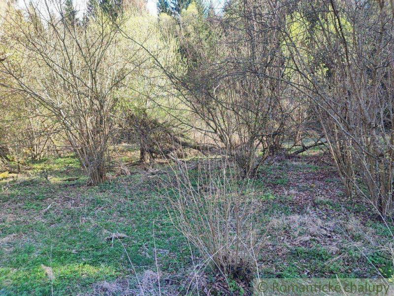 Gardens in nature with trees, shrubs, and green vegetation in spring.