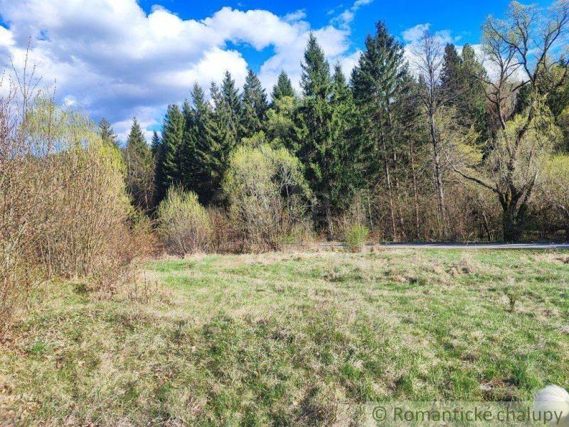 Beautiful forests by the road in the sunny nature offer tranquility for gardens.