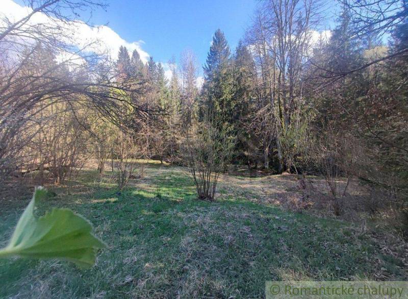 A forest landscape with a green meadow, surrounded by trees, suitable for gardens.