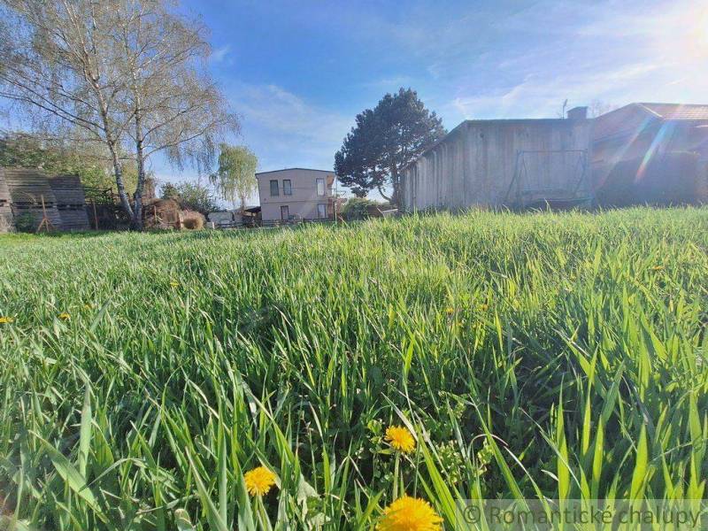Greenery on a rural property, grass, dandelions, trees, enjoy living in nature.