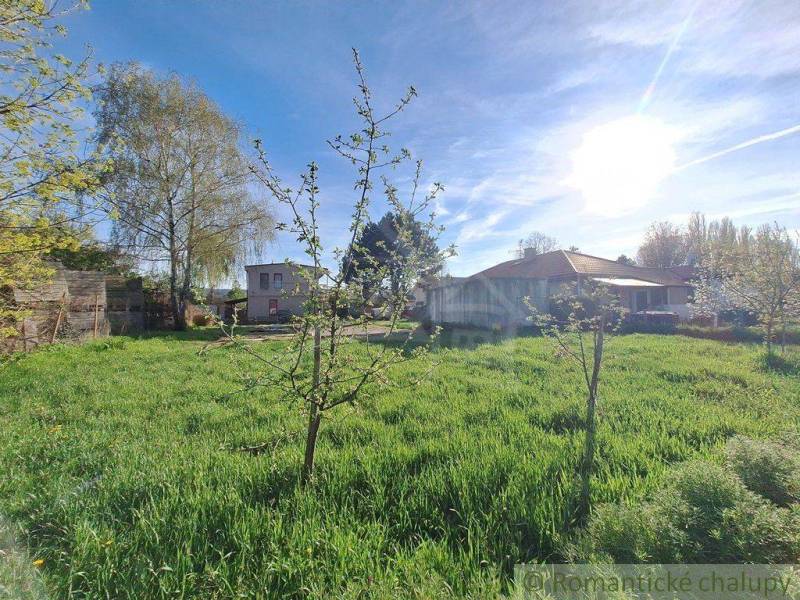 A garden with grass and young trees, rural living amidst nature and plots with sunlight.