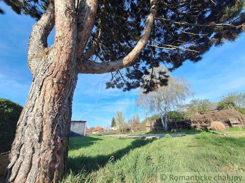 Trees and plots offering ideal countryside living with greenery and tranquility.