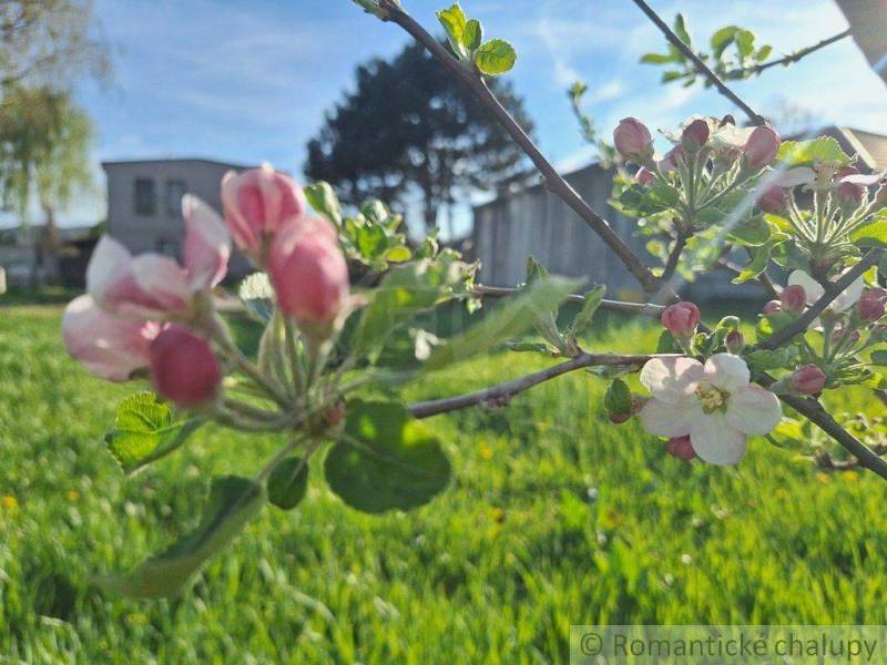 Apple blossoms on a sunny plot, an ideal place for family living and relaxation.
