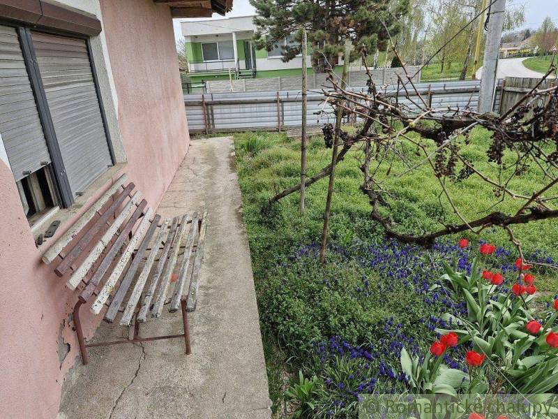 A garden of a family house with a bench, blooming tulips, and vines on a grassy area.