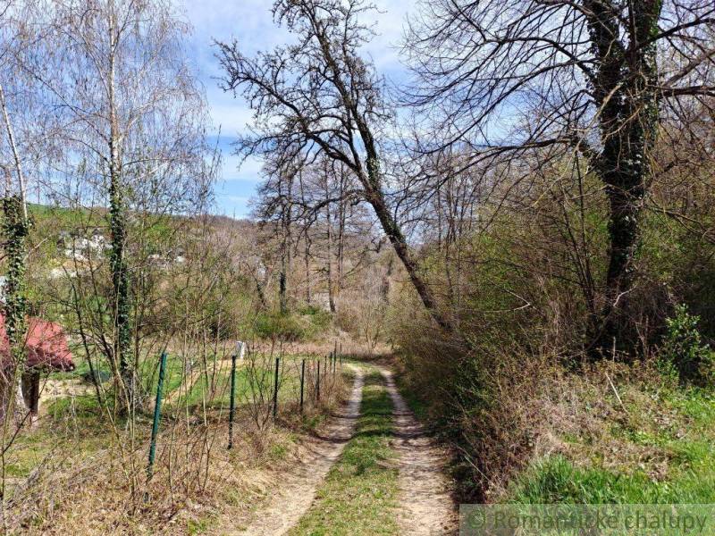 A forest path leads to a cabin surrounded by greenery and tall trees.