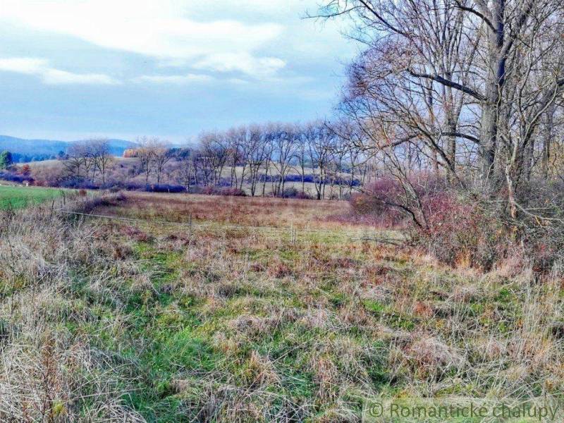 Countryside landscape with grass and trees. Country gardens offer peace and scenery.