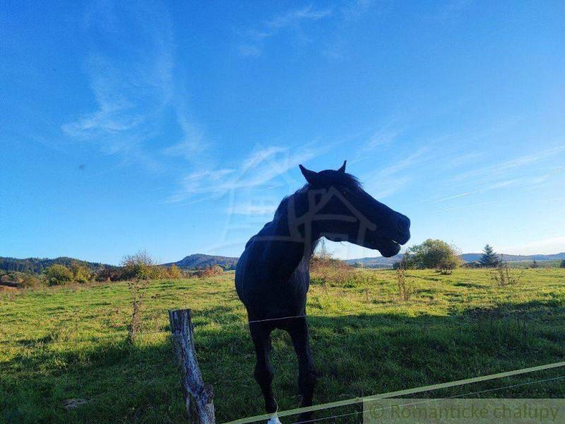 A horse in a pasture with a blue sky, ideal for nature and garden lovers.