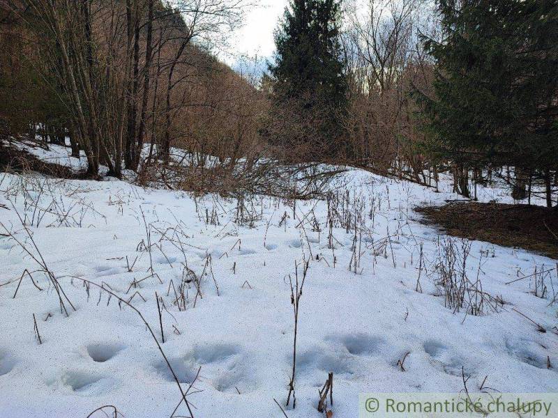 Snow-covered forest landscape with shrubs and conifers, ideal for gardens in nature.