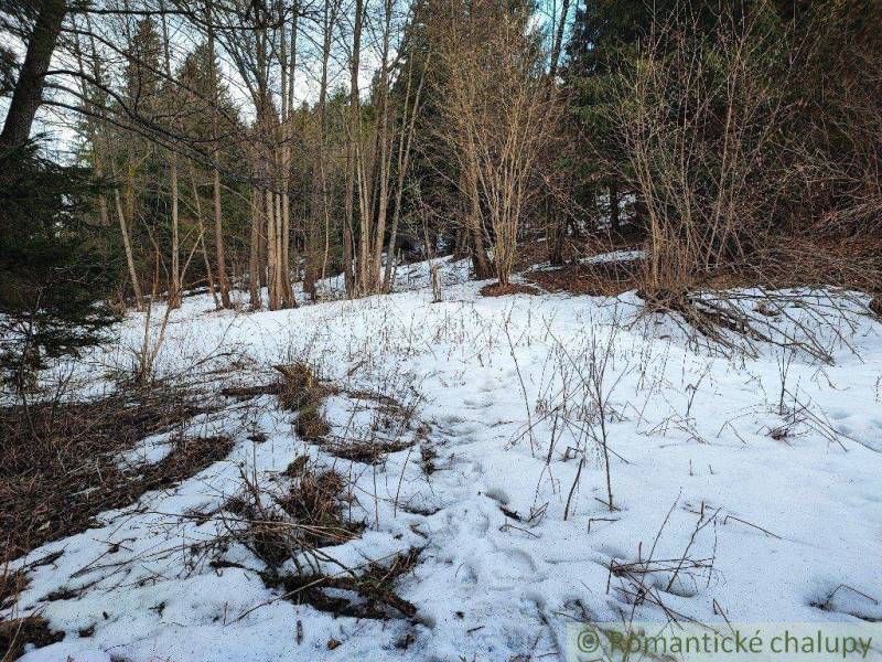 Snow covers the forest landscape near the garden, where bare trees are spread out.