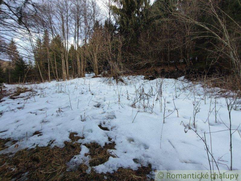 A snowy meadow in winter surrounded by trees, an ideal space for gardens and nature.