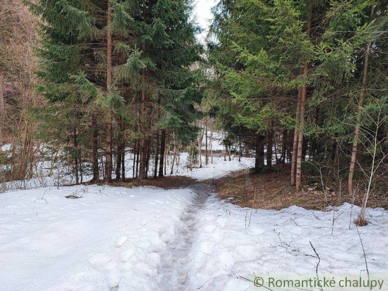 A forest with a snowy path, surrounded by trees and a peaceful winter garden scenery.