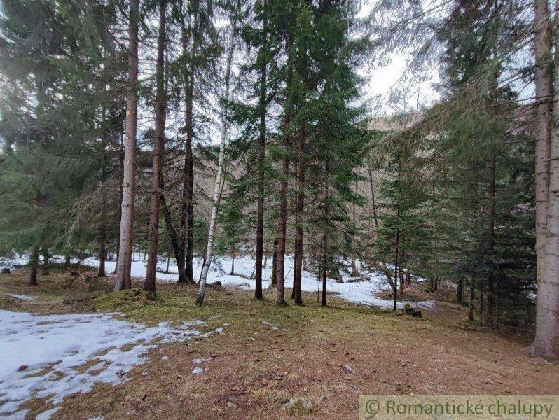 Snowy forest, tall trees, nature, winter landscape, and silence.