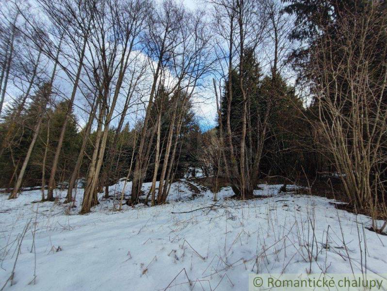 A snowy forest landscape with bare trees, ideal for winter gardens and relaxation.