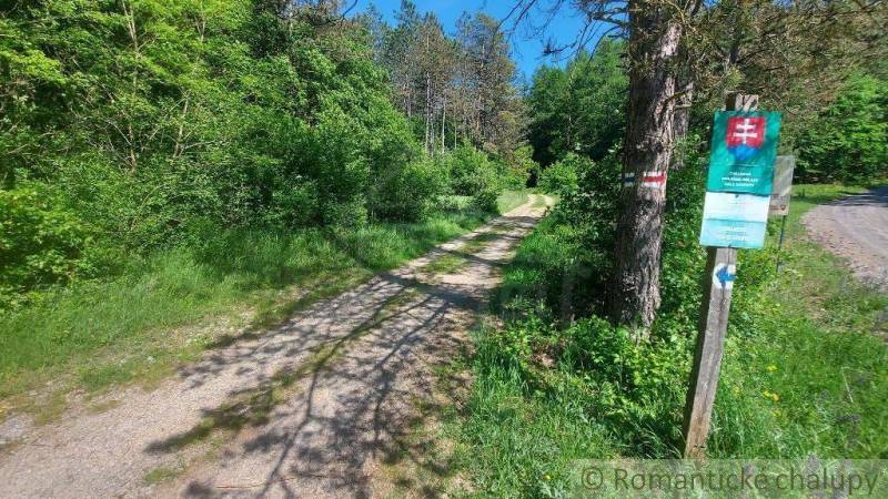 A forest path surrounded by greenery leads along a hiking trail in the nature reserve.