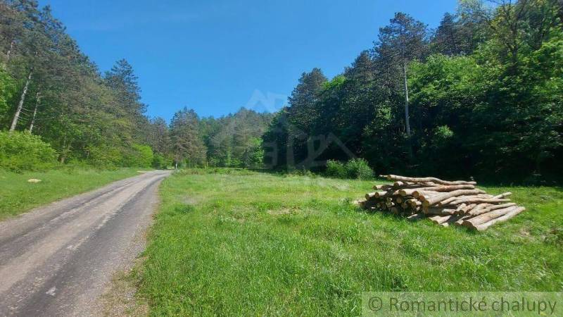 We see a path by the forest and a pile of wood on the grass, ideal for relaxation.