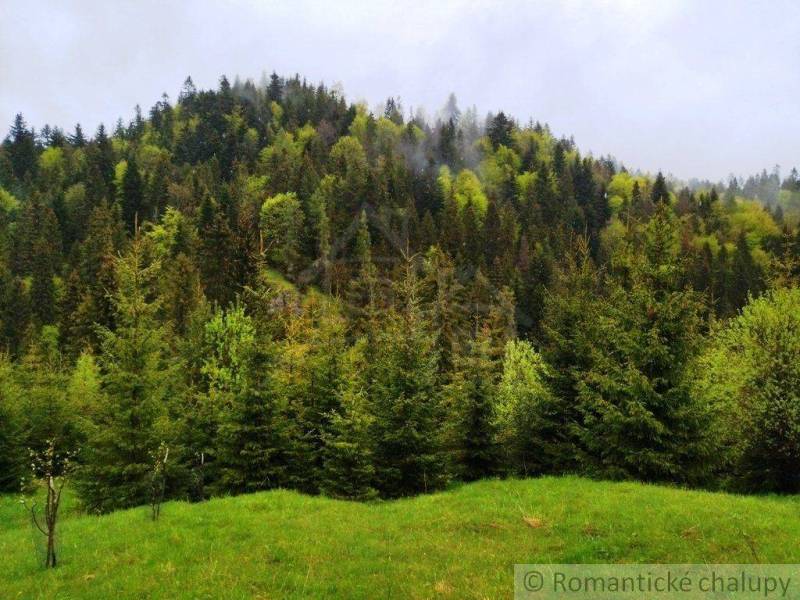 A dense coniferous forest covered in mist on a green hillside. Suitable for romantic cottages.