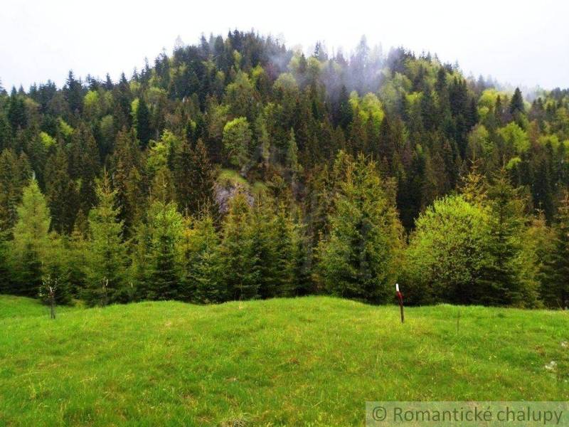 Hilly landscape, green trees and meadow, ideal for relaxation in nature and gardens.