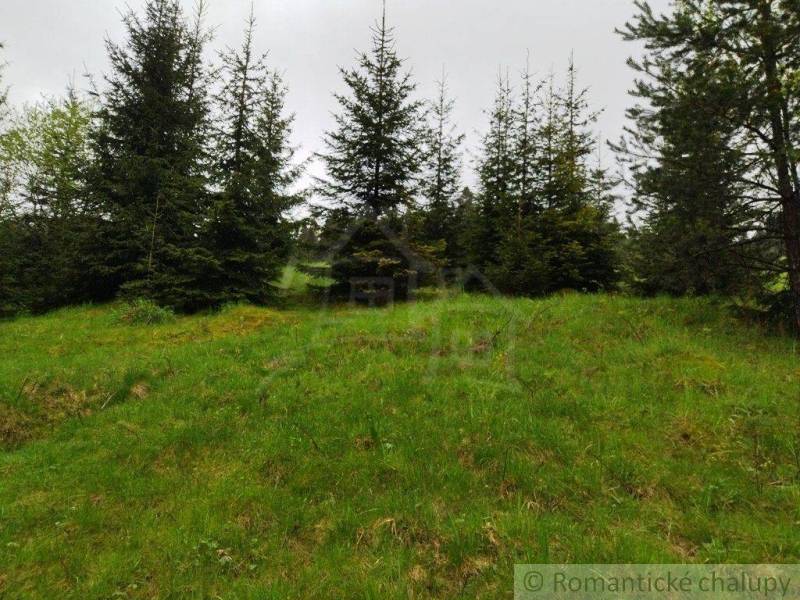 A green lawn surrounded by coniferous trees in a natural garden.