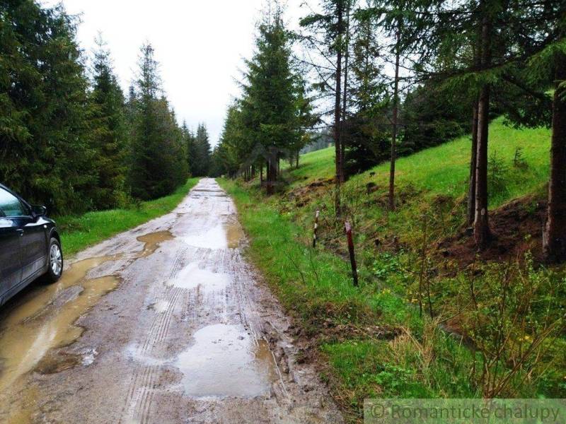 A wet forest path with puddles surrounded by coniferous trees and green gardens.