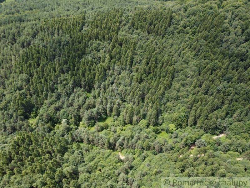 A dense green forest with diverse trees, ideal for natural gardens and relaxation.