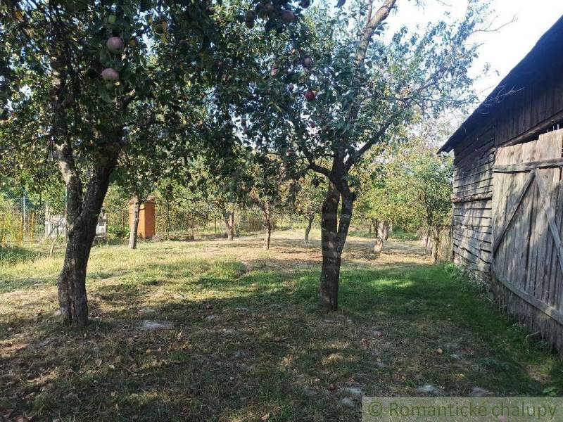 A rural yard at a family house with fruit trees and a wooden shed.