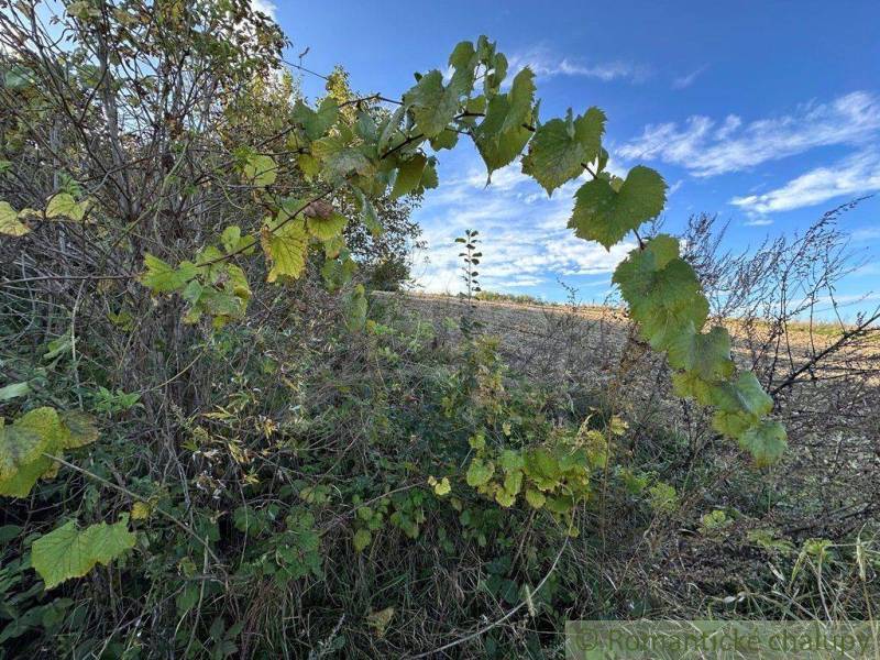Thick vine leaves on agricultural and forest land under a blue sky with clouds.