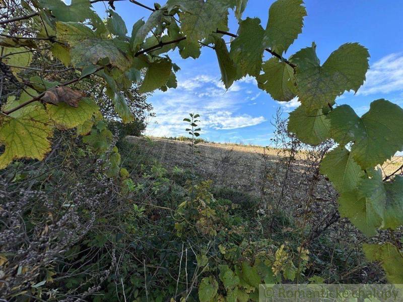 Vine leaves, greenery, blue sky, agricultural fields in the background.