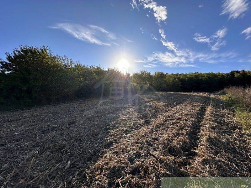 Fertile farmland bordered by forest, illuminated by the setting sun and natural scenery.