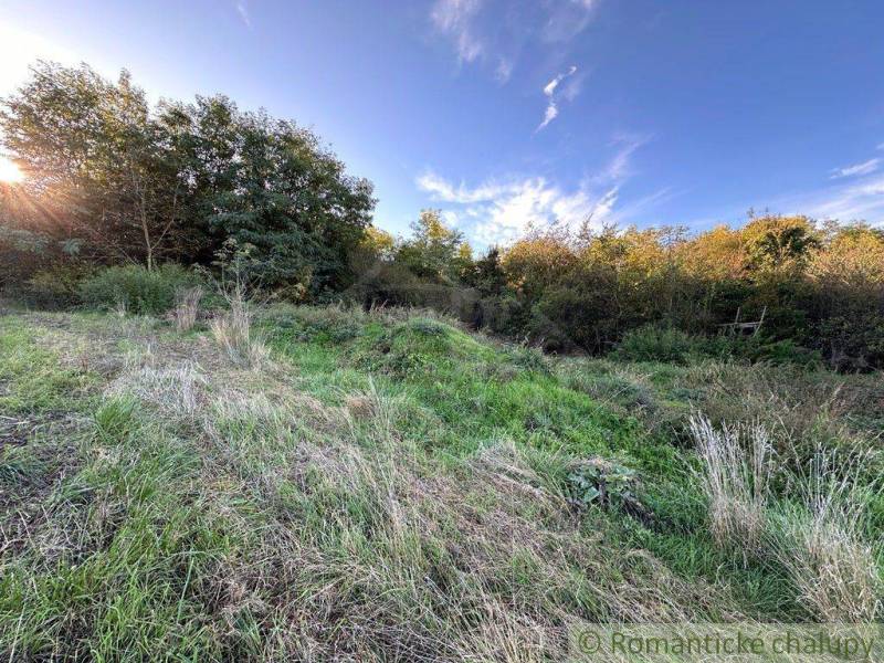 Grassland and forest land on a hill, surrounded by trees in a natural environment.