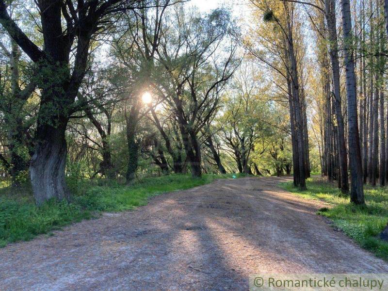 A forest path with densely growing trees, nature creates a romantic and peaceful environment for relaxation.