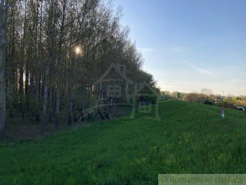 Forest stand with grass cover and sunset. Land suitable for a family house.