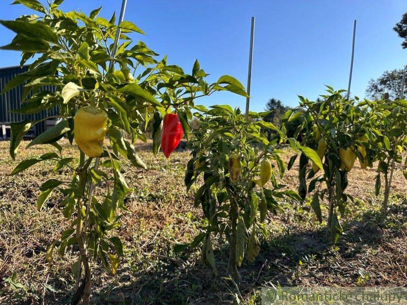 Peppers growing in the garden, under the blue sky and near the cottage.