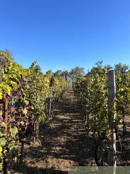 Rows of vineyards lead to a white cottage, surrounded by a blue sky and sunshine.