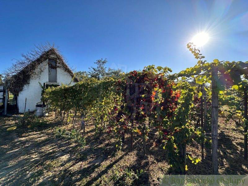A cottage with a romantic look by the vineyard under a clear sunny sky.