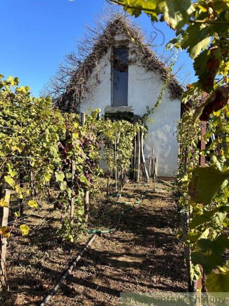 A vineyard in front of a traditional cottage with white plaster and a roof overgrown with vines.