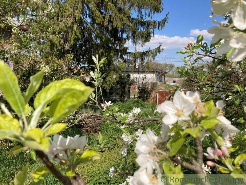 A blooming garden with apple blossoms, a house and blue sky in the background.