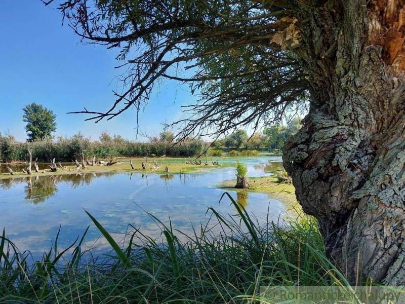 A peaceful lake surrounded by trees and grass offering natural beauty for living.