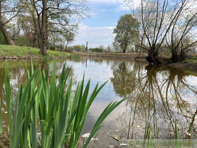A quiet pond surrounded by trees and reeds, suitable for peaceful living by the water.