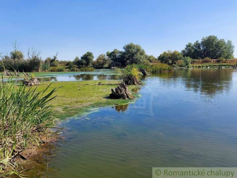 Lake with reeds and trees suitable for recreation and large plots - living.