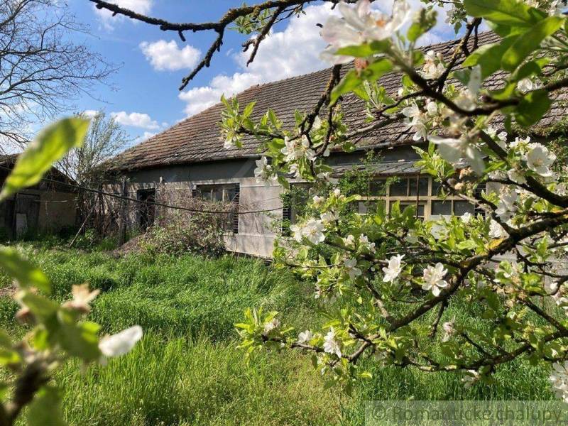 A rustic house in a garden with a blooming tree, ideal for plots and living.
