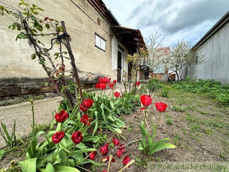 A family house surrounded by blooming red tulips in a garden with a spring atmosphere.