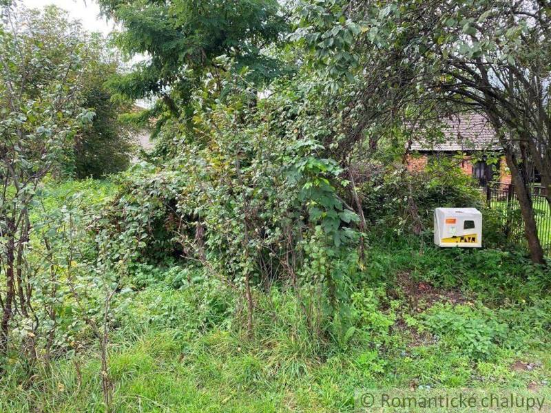 An overgrown yard with dense vegetation surrounds the old house, highlighting the property - a dwelling.