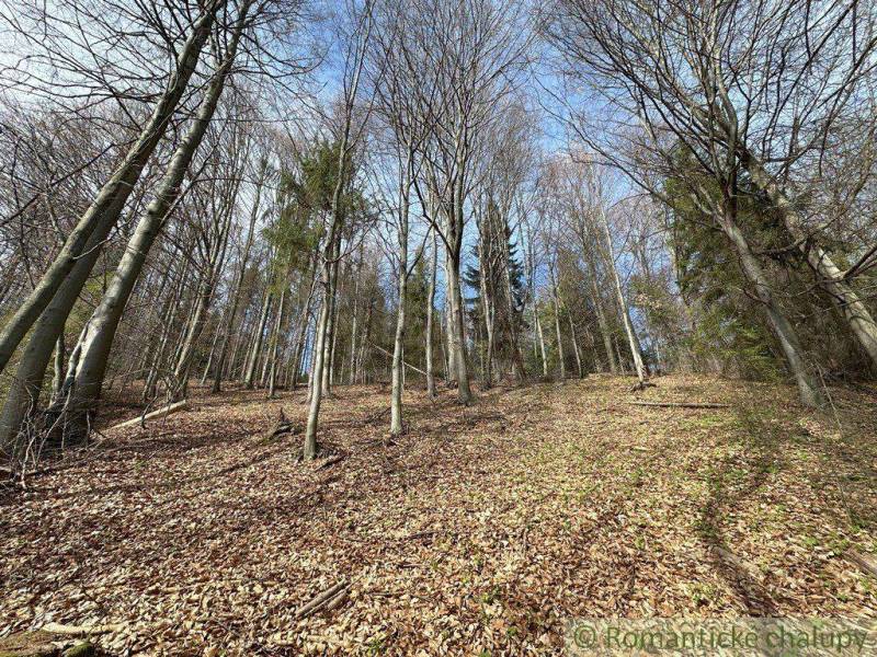 Spring forest landscape with bare trees and blue sky, great for gardens.