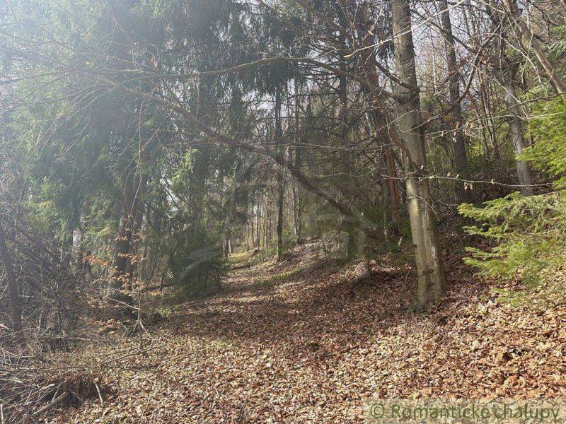 Deciduous and coniferous forest, fallen leaves on the path under the tree canopies.