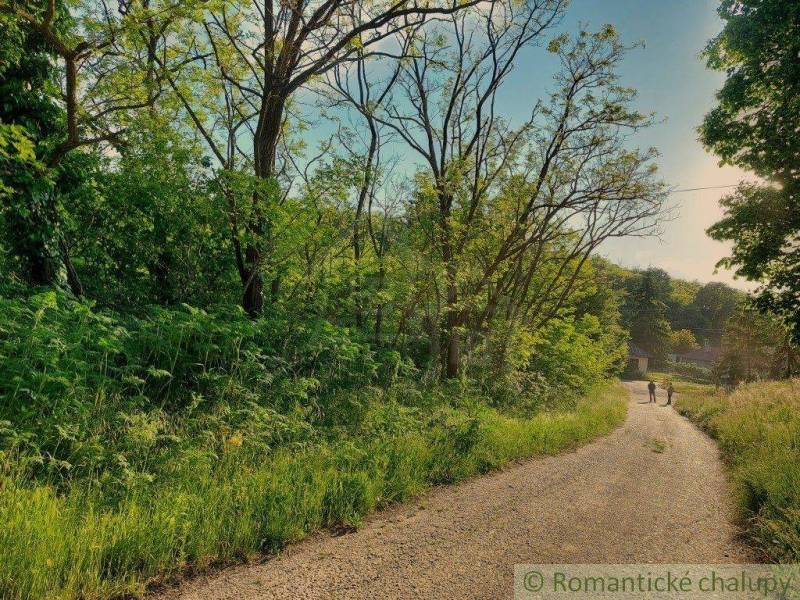 We see a forest path surrounded by trees and grass, suitable for walks in nature.