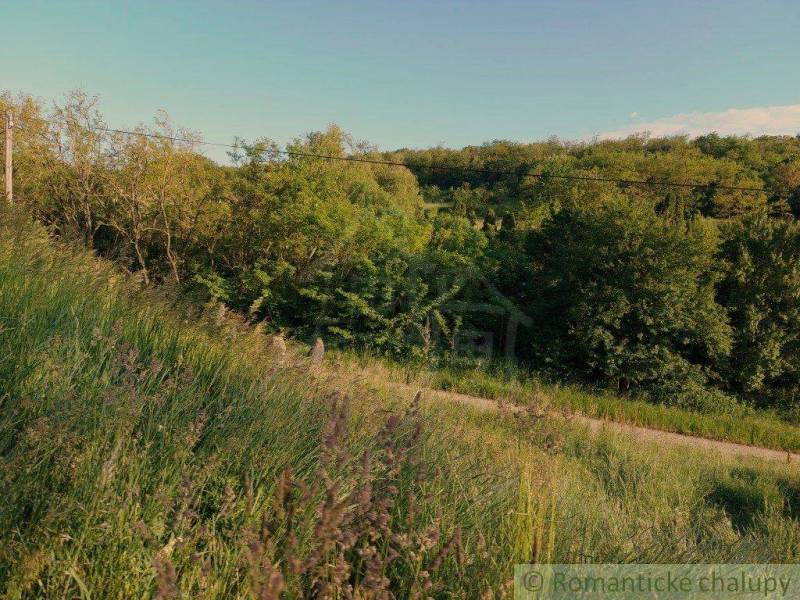 A leisurely road lined with green trees and gardens in a pleasant summer landscape.